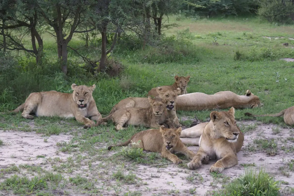3-Day Fully Catered Mokoro (Canoe) Safari Okavango Delta